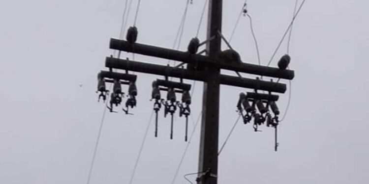 Produtores de Peru de São Paulo, Interior de Nova Roma do Sul, Enfrentam Prejuízos com Falta de Energia