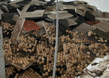Carrer Alimentos entra em recuperação judicial após perder milhões de ovos e pintos na enchente