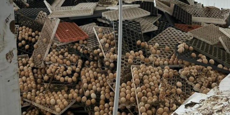 Carrer Alimentos entra em recuperação judicial após perder milhões de ovos e pintos na enchente