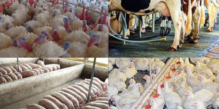 Convite Importante para os Criadores e Produtores Locais de Nova Roma do Sul