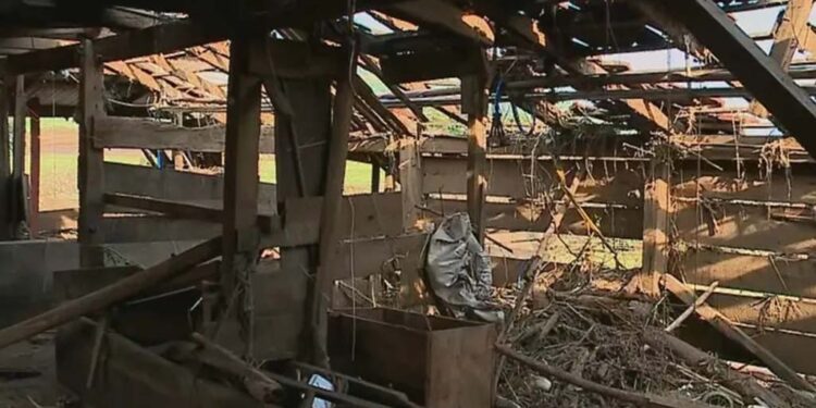 Agricultores lamentam perdas após passagem de ciclone pelo RS: ‘não tenho mais nada, preciso recomeçar do zero’
