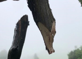 Propriedade rural é invadida e criminosos cortam mais de 120 parreiras em Flores da Cunha