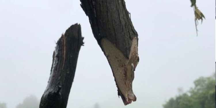 Propriedade rural é invadida e criminosos cortam mais de 120 parreiras em Flores da Cunha