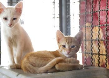 China: polícia resgata mil gatos que seriam mortos e vendidos como carne de porco