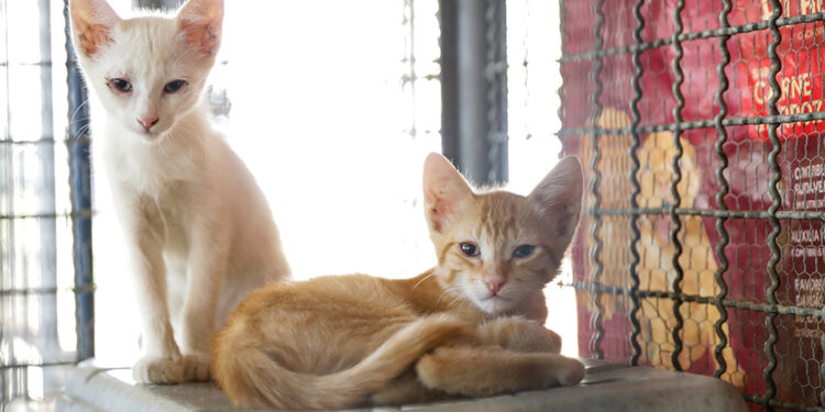 China: polícia resgata mil gatos que seriam mortos e vendidos como carne de porco