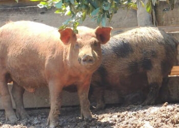 Rifa beneficente arrecada R$15 mil para reconstrução da ponte, mas ganhador de porco de 100 kg não aparece para retirar prêmio