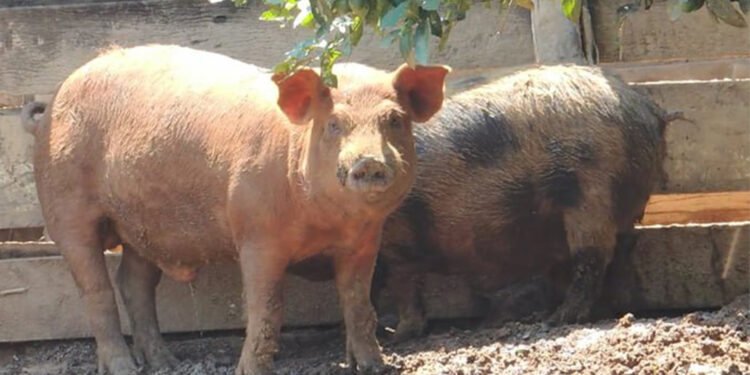 Rifa beneficente arrecada R$15 mil para reconstrução da ponte, mas ganhador de porco de 100 kg não aparece para retirar prêmio
