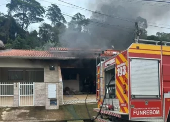 Homem é suspeito de incendiar e matar 6 gatos de ex-companheira em SC