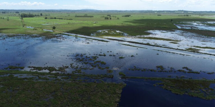 Barragem se rompe em Viamão e causa prejuízo de 50% em lavouras de assentamento