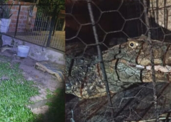 Jacaré de cerca de 1,7 m e 50 kg é encontrado por crianças em pátio de casa no RS