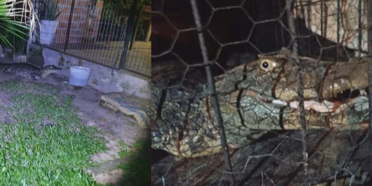 Jacaré de cerca de 1,7 m e 50 kg é encontrado por crianças em pátio de casa no RS