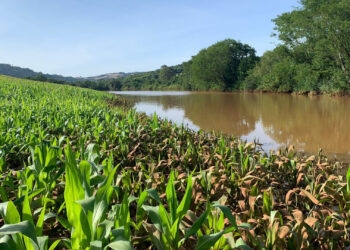Agricultura do RS teve perdas milionárias causas pelas chuvas, aponta relatório