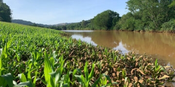 Agricultura do RS teve perdas milionárias causas pelas chuvas, aponta relatório