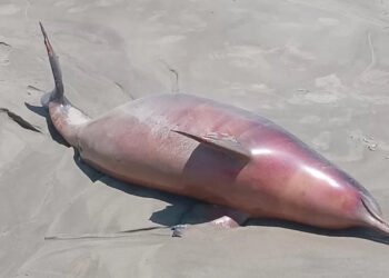 Médico de 32 anos é vítima fatal de incêndio em residência no Norte do Estado