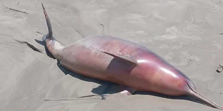 Médico de 32 anos é vítima fatal de incêndio em residência no Norte do Estado