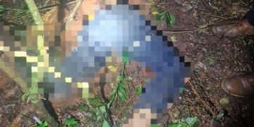 Homem é localizado morto dentro de toca de tatu no interior do RS