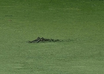 Jacaré-de-papo-amarelo é avistado em Santa Tereza