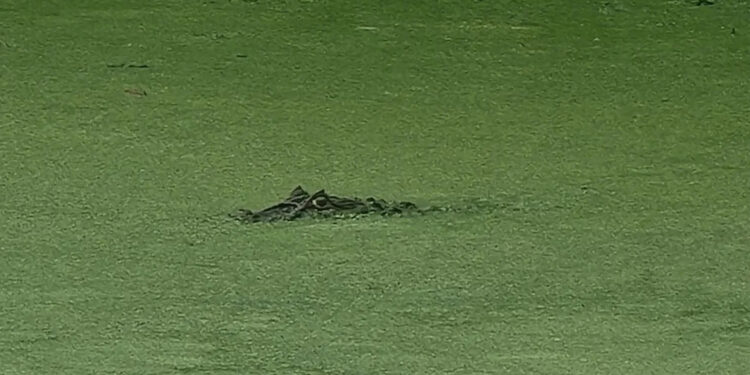 Jacaré-de-papo-amarelo é avistado em Santa Tereza