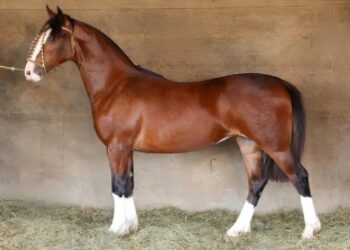 Com valor de mercado de R$ 2,7 milhões, égua é leiloada em Uruguaiana