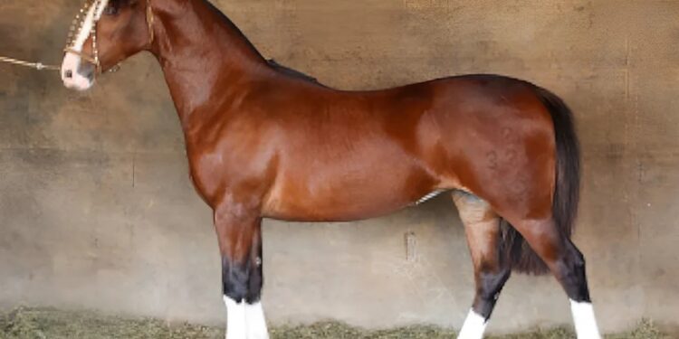 Com valor de mercado de R$ 2,7 milhões, égua é leiloada em Uruguaiana