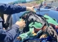 Homem é preso transportando galos de rinha em Paverama