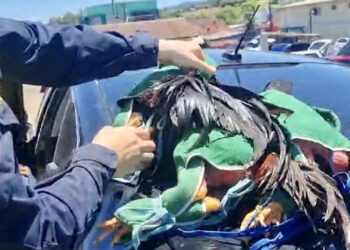 Homem é preso transportando galos de rinha em Paverama