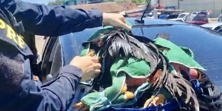 Homem é preso transportando galos de rinha em Paverama