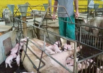 Porca dá à luz a 32 leitões no RS