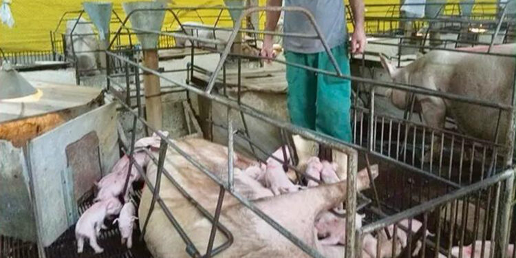 Porca dá à luz a 32 leitões no RS