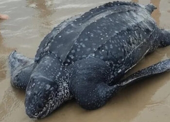 Tartaruga-gigante é encontrada morta em praia de Torres
