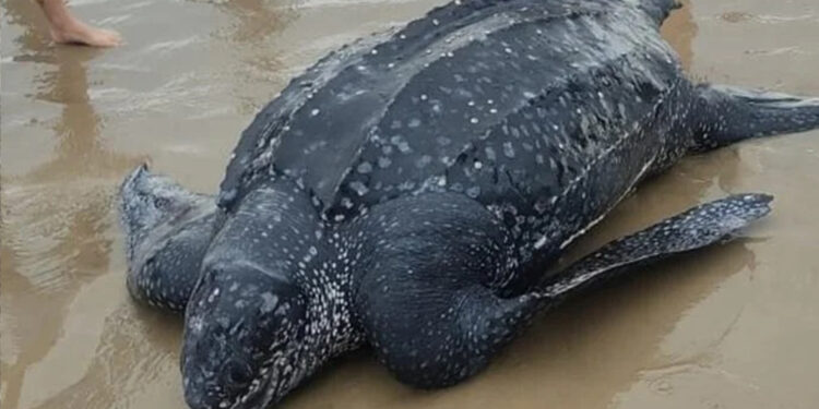 Tartaruga-gigante é encontrada morta em praia de Torres
