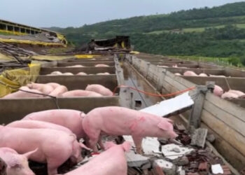 Temporal causa estragos em propriedade rural de Palmitinho