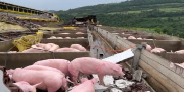 Temporal causa estragos em propriedade rural de Palmitinho