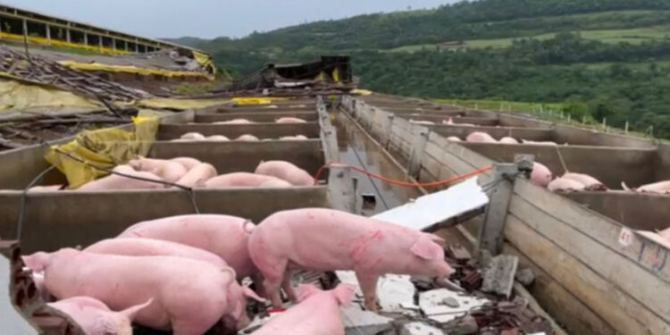 Temporal causa estragos em propriedade rural de Palmitinho