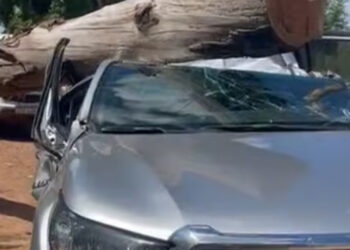 Família sobrevive após árvore cair sobre caminhonete em Maçambará