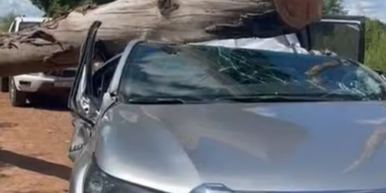 Família sobrevive após árvore cair sobre caminhonete em Maçambará