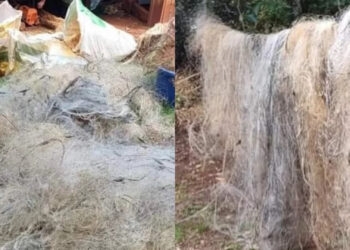 BM Ambiental Apreende Redes Ilegais em Flagrante de Pesca Predatória no Rio Grande do Sul