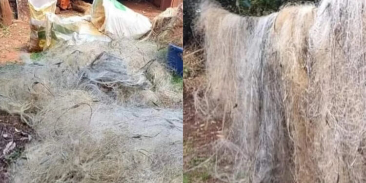 BM Ambiental Apreende Redes Ilegais em Flagrante de Pesca Predatória no Rio Grande do Sul