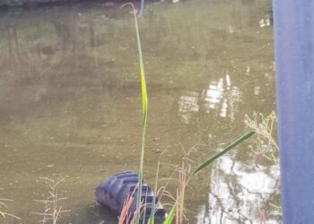 Mulher de 59 Anos morre Após Cair de Trator em Açude no Interior de Nova Roma do Sul