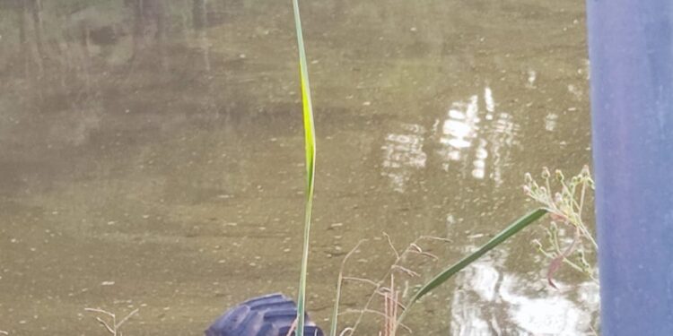 Mulher de 59 Anos morre Após Cair de Trator em Açude no Interior de Nova Roma do Sul