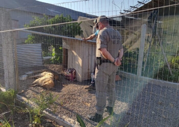 Dois Cães Golden Retriever São Encontrados Mortos por Envenenamento no Interior de Nova Roma do Sul