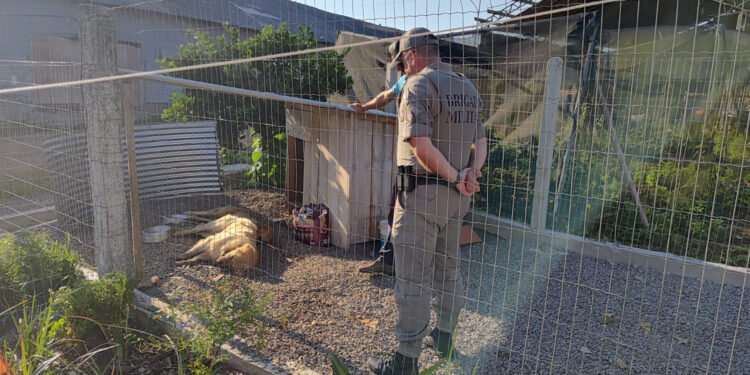 Dois Cães Golden Retriever São Encontrados Mortos por Envenenamento no Interior de Nova Roma do Sul