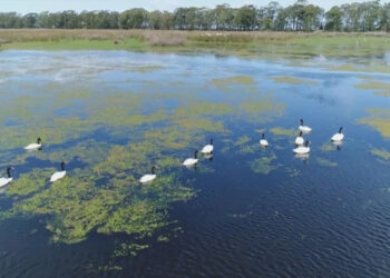 Governo confirma 1º foco de gripe aviária no RS em 2024