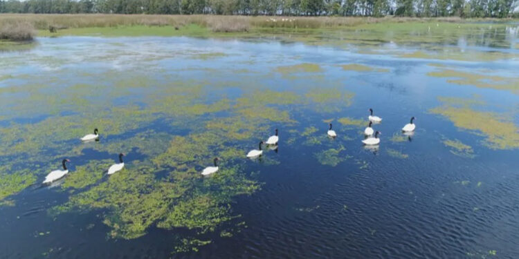 Governo confirma 1º foco de gripe aviária no RS em 2024