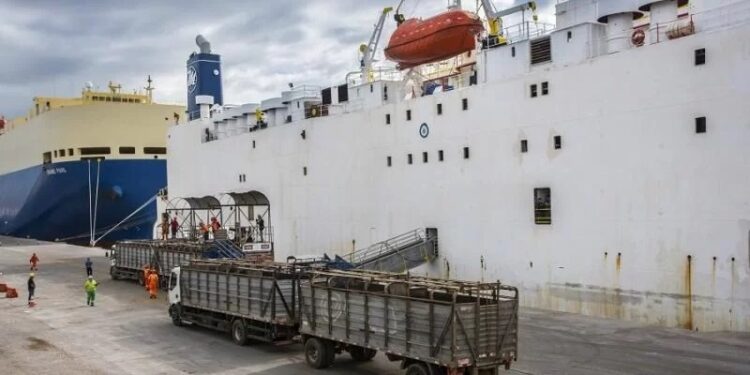 Mau cheiro de navio com carga de bovinos do Rio Grande do Sul chama a atenção do mundo
