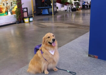 Pets São Bem-Vindos na 34ª Festa da Uva em Caxias do Sul