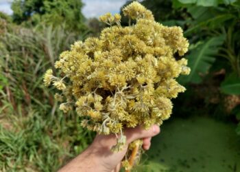 Colheita da marcela une crença e ciência