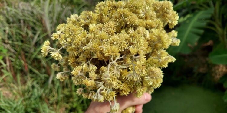 Colheita da marcela une crença e ciência