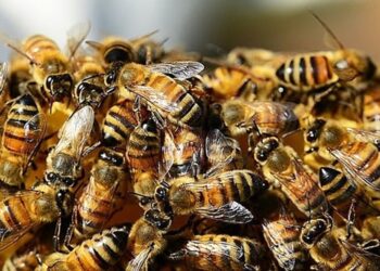 Homem morre após sofrer ataque de abelhas no Norte do RS