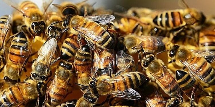 Homem morre após sofrer ataque de abelhas no Norte do RS